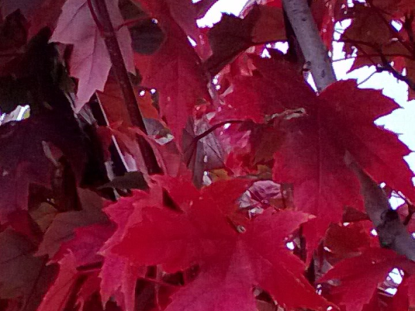 Autumn Blaze Maple, Fall Foliage